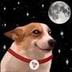 MoonDog logo