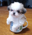 Cupdog logo