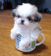 Cupdog logo