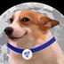 MoonDog logo