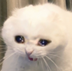 sad cat logo