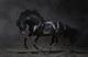 Dark Horse logo