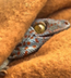 GEKKON Larins Lizard logo