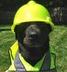 Builder Doge logo