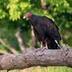 Turkey vulture logo