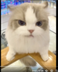 CAT logo