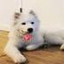tron dog logo