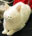 small face cat logo