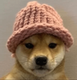 Dog wif hat logo