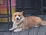 SDOG