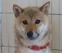 Wako