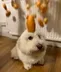 dog with egg on head logo