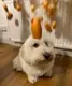 dog with egg on head logo