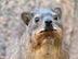 Screaming Hyrax logo