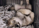 JUSTICE FOR ODIN THE DOG logo