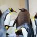 Pesto the Baby King Penguin logo
