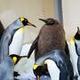 Pesto the Baby King Penguin logo