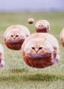 hovercat