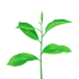 orgur logo