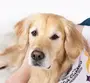 champ