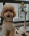 Binance's dog logo
