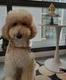 Binance's dog logo
