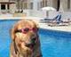doginthpool logo