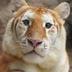 Ava The Golden Tiger logo