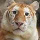 Ava The Golden Tiger logo