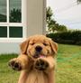 BUDDY