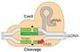 Cas9 logo