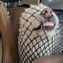 wDOG