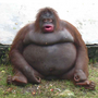 MONKE