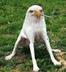 smoking eagle dog logo