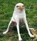 smoking eagle dog logo