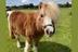 Thomas The Pony logo