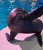 Arie The Sealion logo