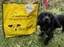 Dogs Trust logo