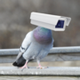 Pigeon Tech logo