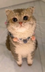 ChatGPT Cat logo