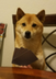 ALL IN INU logo