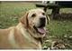 First 4chan Dog logo