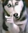 husky