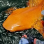 CREAMSICLE