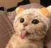 Tongue Cat logo