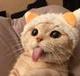 Tongue Cat logo