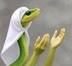 Praying snake logo