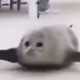 bouncing seals logo