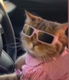 Mogcat logo