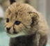 The Baby Cheetah logo